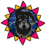 Zoomies design